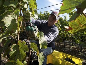 Vendange du gamay dans un vignoble de plaine